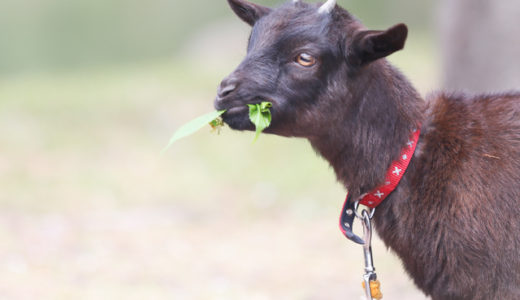 The name of the baby goat has been decided!