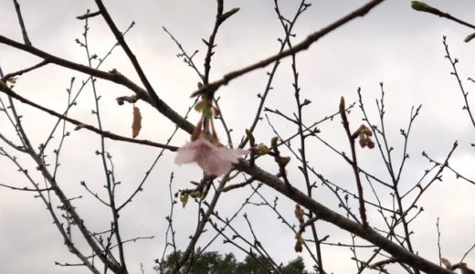 一番「桜」咲きました！