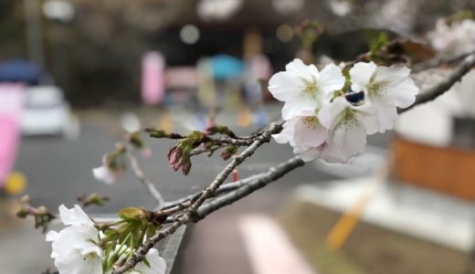 Kannongaike cherry blossom Information(20190325)